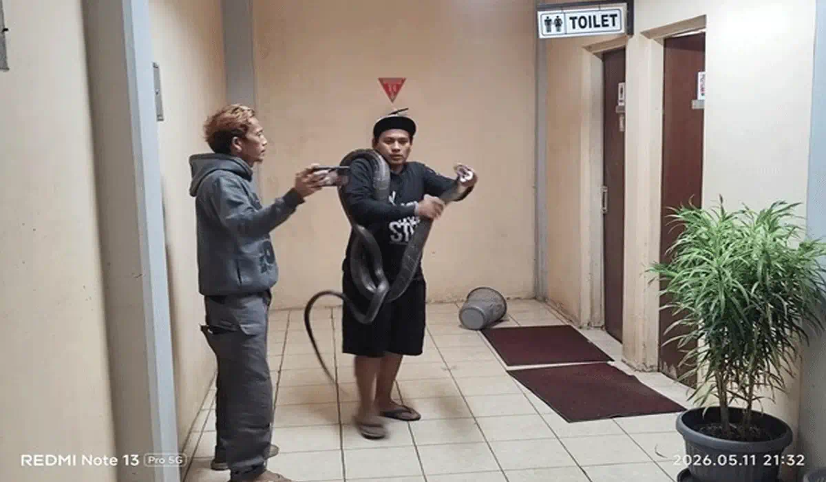  Penjelasan Tentang King Cobra dan Bahayanya 