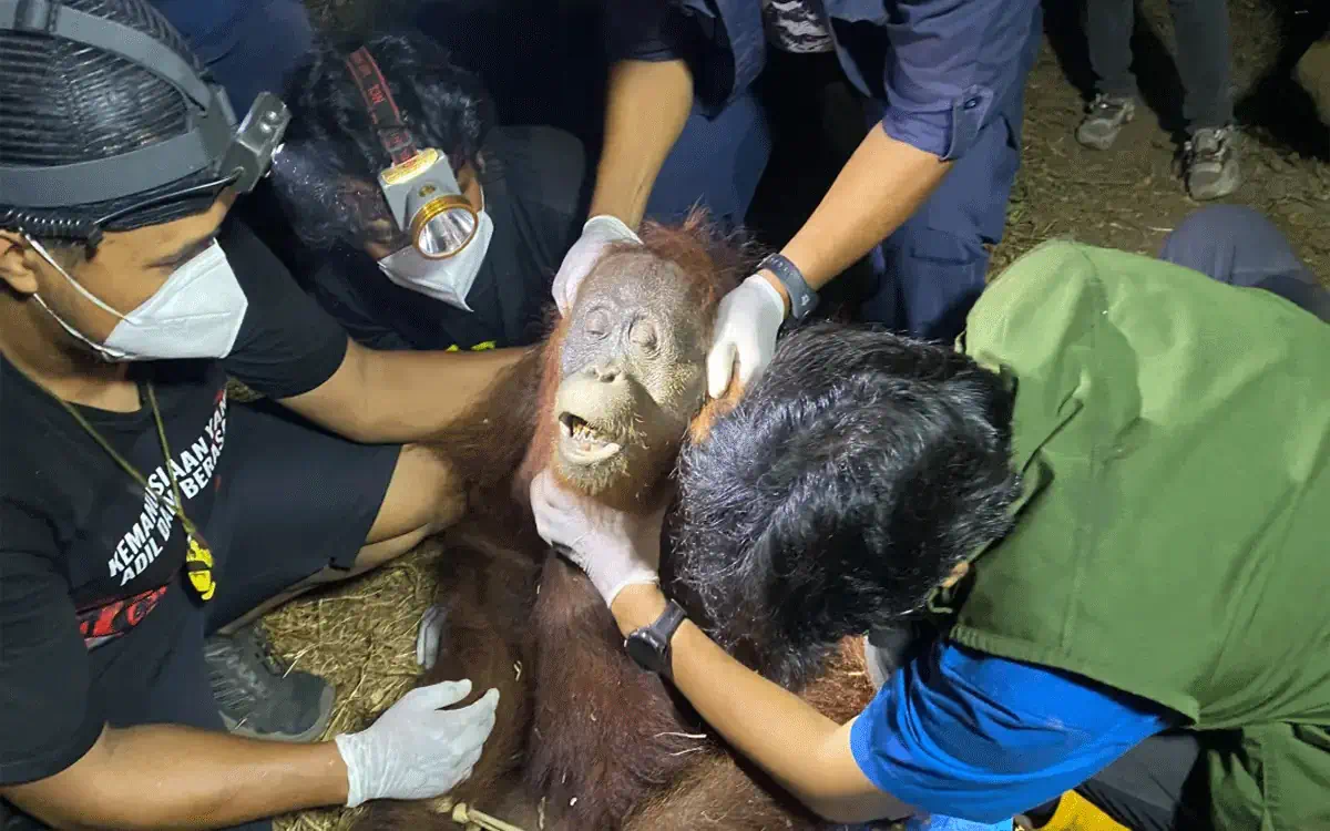 “ Tragis! Ira, Orang Utan Betina Ini Ditemukan Kelaparan di Hutan Bekas Karhutla, Nasibnya Bikin Pilu!