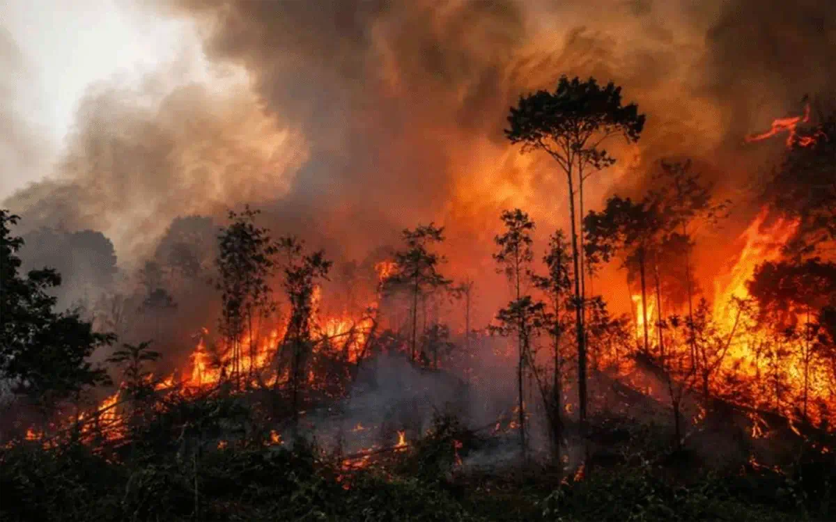 “KALIMANTAN MEMANAS! Karhutla Mengancam, Nasib Rakyat Kini Jadi Sorotan!