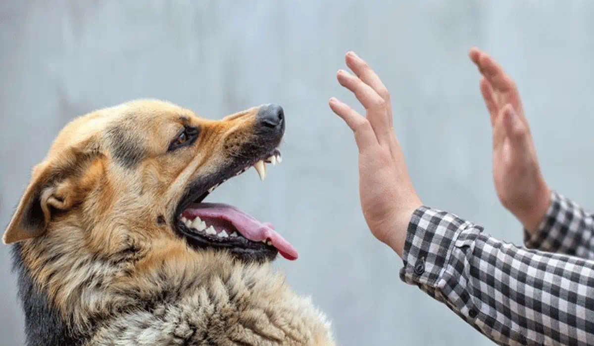 Ngeri! Nenek di Jaktim Dikejar 3 Anjing, Berakhir Luka Akibat Gigitan