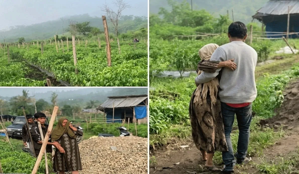 Petani Cabai di Kecamatan Ketol Menangis! Hampir Seluruh Tanaman Rusak, Diduga Sengaja Diracun