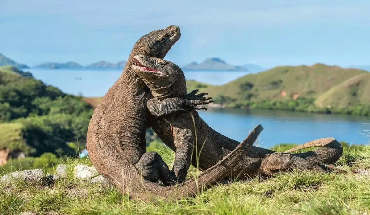 Pulau Komodo Jadi Sorotan Dunia, Ada Hal Menarik Yang Bikin Penasaran
