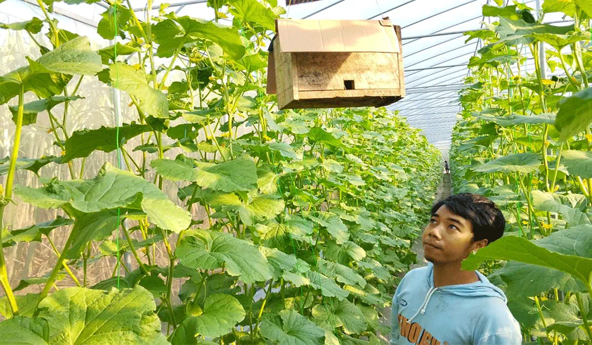 Tak Pakai Cara Biasa! Petani Gen Z Andalkan Lebah Penyerbuk untuk Hemat Ongkos Bertani